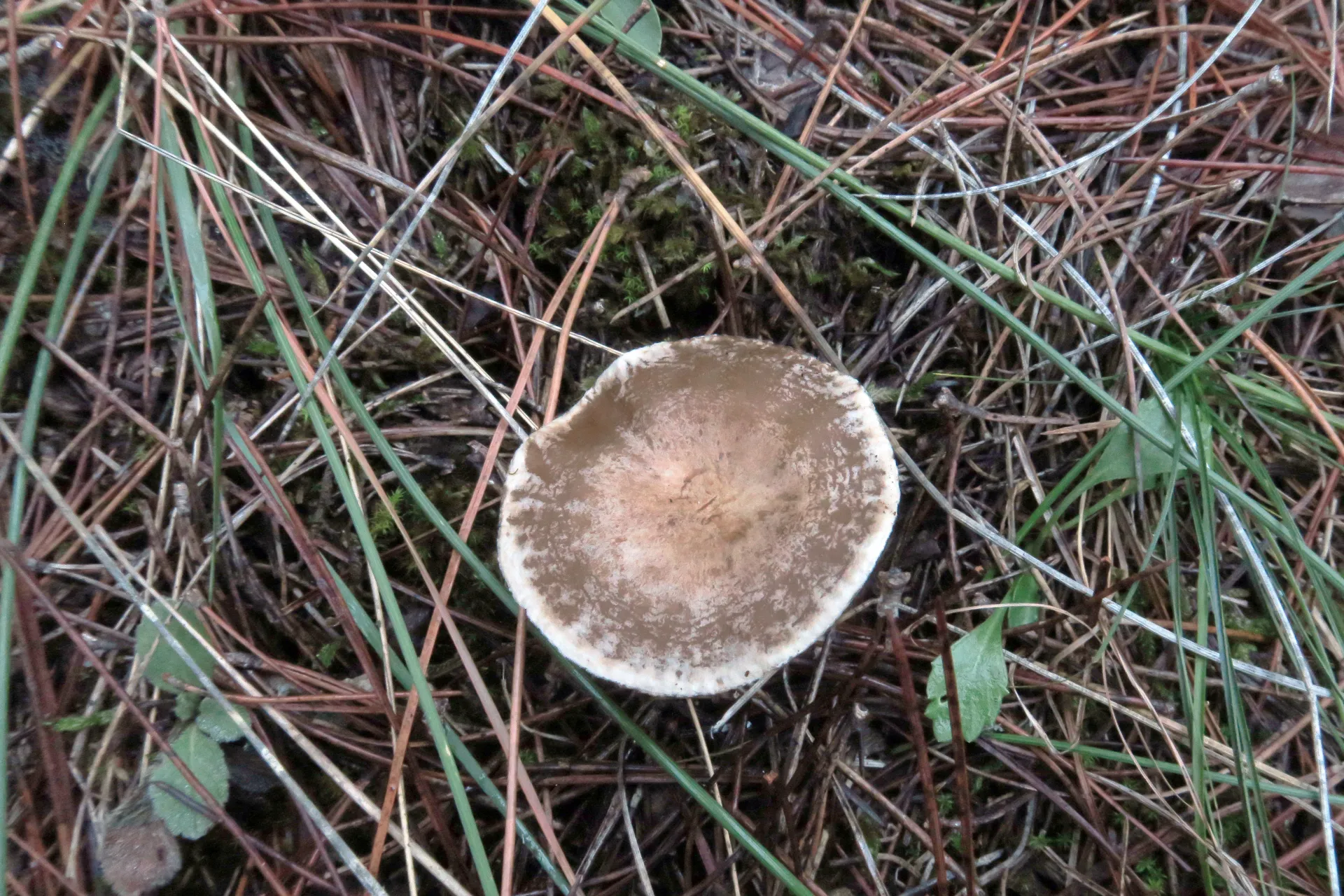 Lyophyllum admissum - 1 - IMG_4622